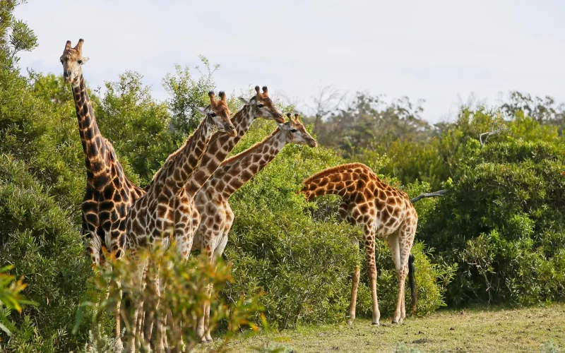 zoológicos zoológicos